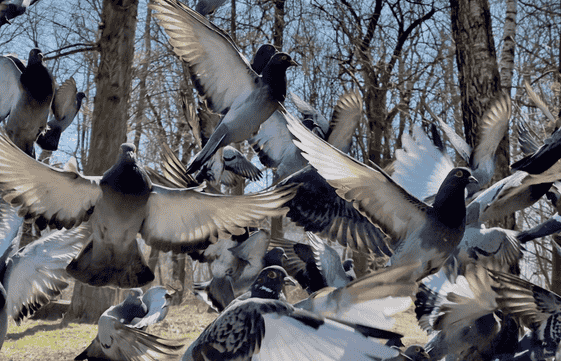 Envol pigeons