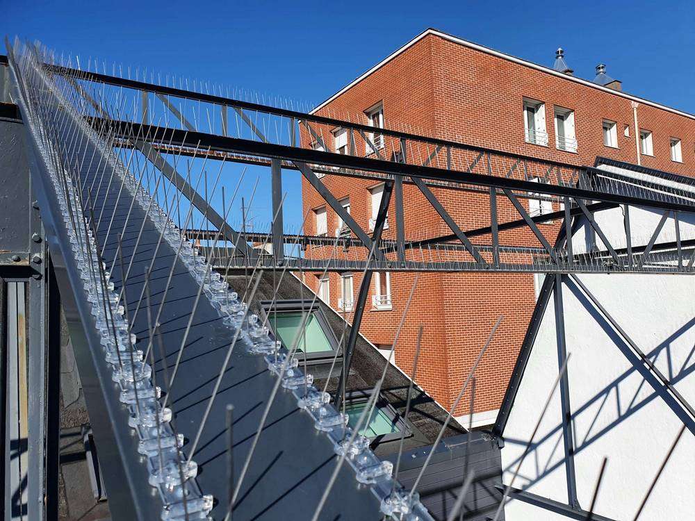 Solutions anti pigeon Solutions anti pigeon